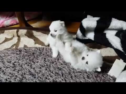 귀염둥이 아가 포메라니안  남매의 투닥투닥 하루  PUPPY Pomeranian