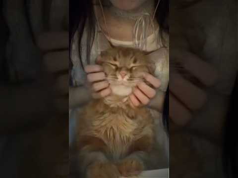Мой любимый котик🦁 #асмр #asmr #котики #кот #мурчание #сон #животные #массаж #релакс #триггеры