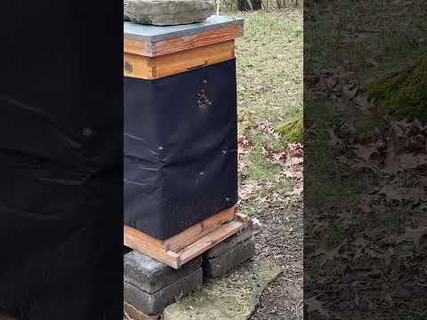 🐝 Bees!!