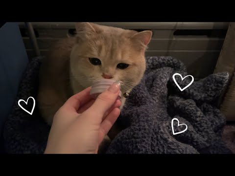 ASMR giving munchkin a quick cranial nerve exam ♡