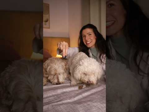 Asmr veterinária