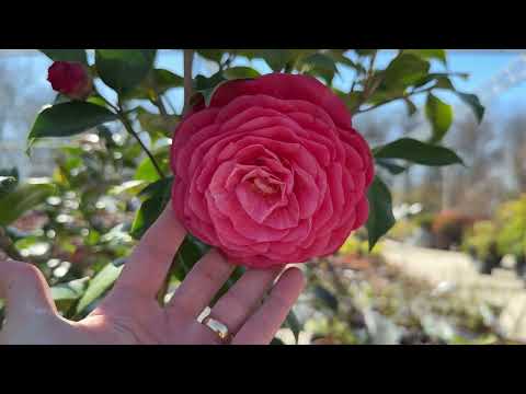 ASMR Friday Field Trip: A Cozy Visit to the Nursery & Flower Chat