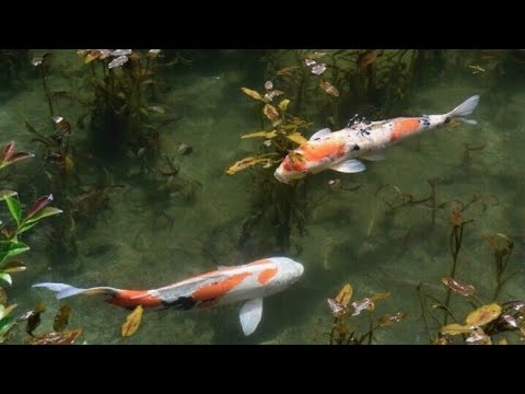 a little calm asmr