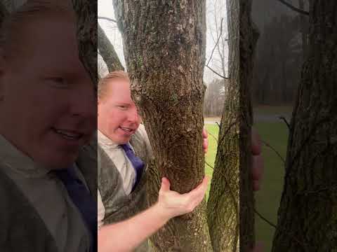 ASMR Tree Massage in the Rain #asmr