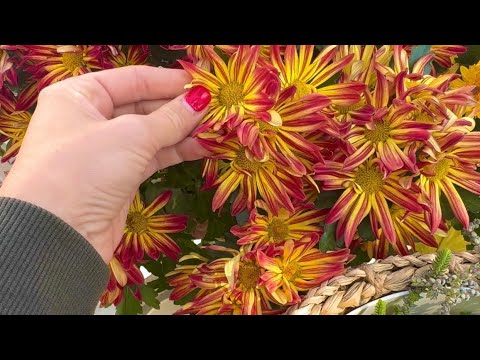 ASMR Outside 🧡🌻 In My Fall Garden