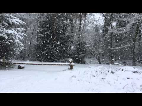 Snow in the Woods 米＾－＾米 part I  {{ ASMR }}