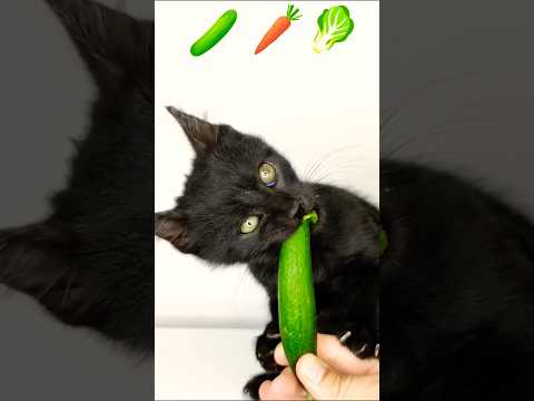 ASMR Mukbang Cat Eating 🥒🥕🥬