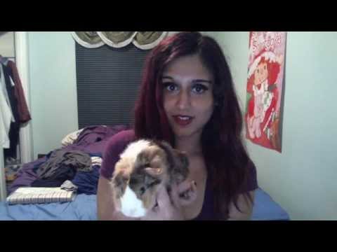 My Guinea Pig And Me :)