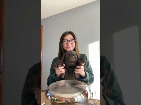 Puppy drums #puppy #chocolatelab