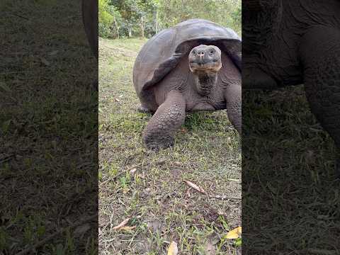 #galápagos #galapagosturtle #turtle
