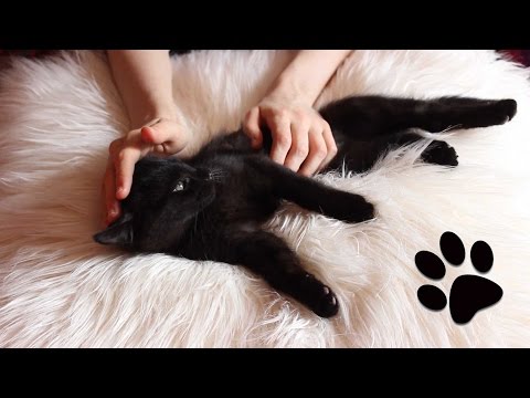 ASMR kitten purring continuously for 20 minutes