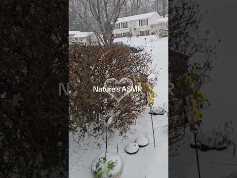 Enjoy some of nature's ASMR with me today. #wintermood #asmr #relaxing #sleet #snow