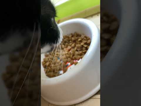 Cat snacking