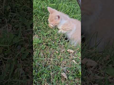 My kitten 😸