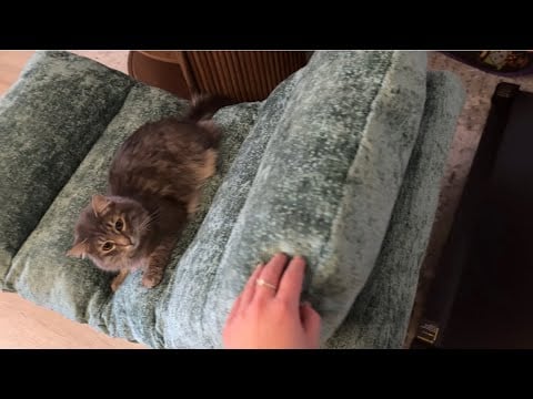 asmr on furniture (fabric sounds, table tapping, floor tapping)