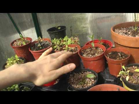 ASMR (short) - Greenhouse Shenanigans