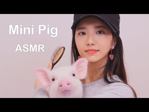 미니피그 빗질하는 소리 ASMR(mini pig Combing Sounds)[한국어 ASMR]불면증,수면유도,꿀꿀선아,suna asmr,핑돼,꿀꿀선아 미니돼지,