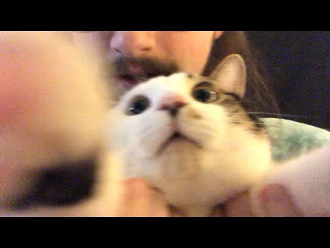 ASMR Kitty Cat Cranial Nerve Exam {1 Minute ASMR}