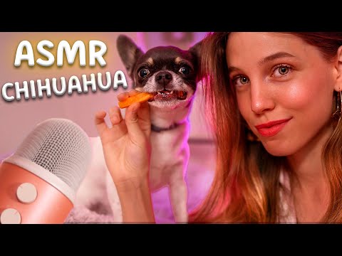 ASMR CON MI PERRO CHIHUAHUA 🐾✨🥕 (Sonidos relajantes de perro comiendo)