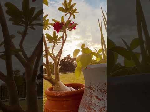 Relaxing Plant ASMR 🍃 Whispering About Sunlight and Growth #asmrcleaning #asmr #gardenasmr