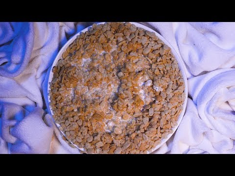 Rice Krispies Cereal Snap Crackle Pop in Milk ASMR