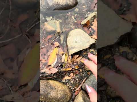 Nature ASMR rock tapping and scrrrratching🪨🦆 long time no see… check back for full length vids :)