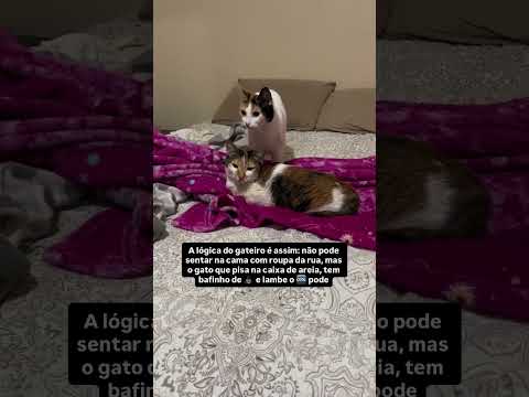 Eles podem 👍🏻😼  #gatopode #fyp #gato #gatitos #gatoévida