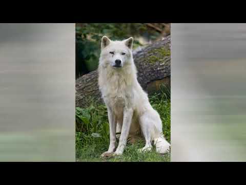 Wolf cleans your ears/Wolf ASMR