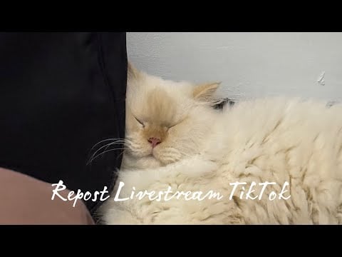 Repost Livestream TikTok!😴💤