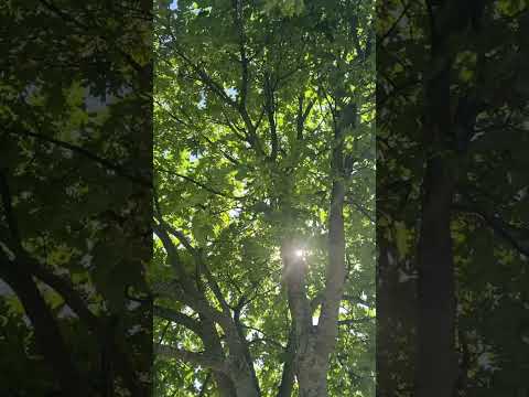 Nature Sounds ASMR 🎧 #shorts #asmr #asmrita #nature #sounds #asmrsounds