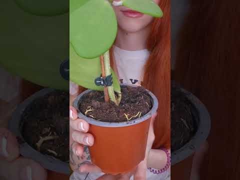 plants unboxing🌱#asmrvideo #relax #sensory #asmrtriggers #asmr #tingles #unboxing #nails #plants