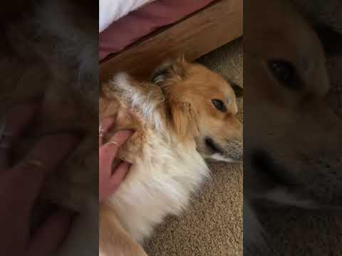 He is camera shy so I’m surprised he let me film for this long…guess he liked the asmr🐶 #asmrvideo