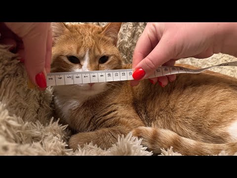 ASMR | Measuring Goldie