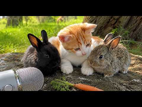 asmr kitty and bunnies meet for the first time 🐱🐰