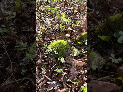 Spring is here in the Tennessee Mountains #nature