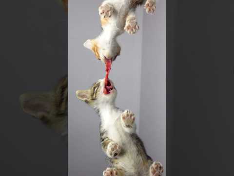 ASMR Kittens Beef Battle 🤜🤛 #cat #asmr #cats