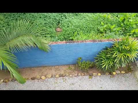 asmr caseiro - sons na natureza/ sons de boca e sussurros feat passarinhos #asmr 