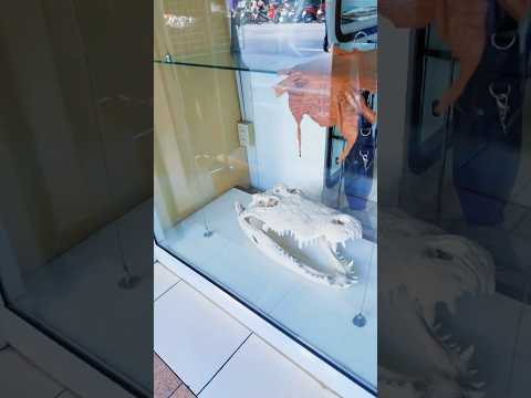 Crocodile Haven: Exploring a Unique Shop in Pattaya, Thailand 🐊🇹🇭 #shorts #crocodile #trending