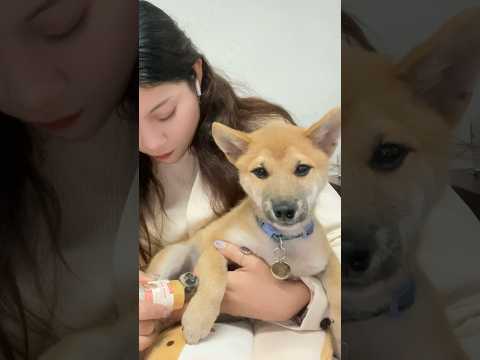 It’s Pawcare Wednesday 🐾✨ #shiba #skincare #dogbreed