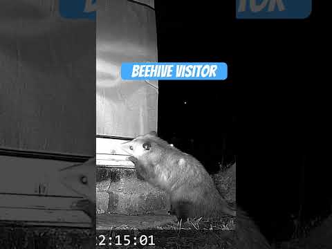 He better be careful! Opossum checking out the hive 🐝