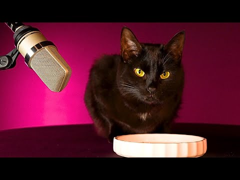 MY CAT ASMR MUKBANG 🐈‍⬛🎤 4k