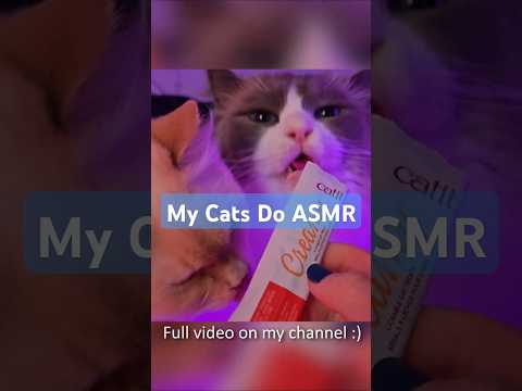 My Cats Do Close Up ASMR 🐱 #asmr