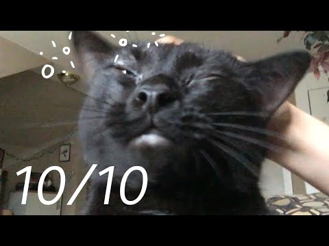 ASMR CAT PURRS