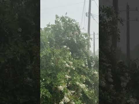 Soft rain showers #short