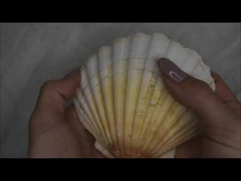 ASMR Shell Tapping and Scratching Enjoy