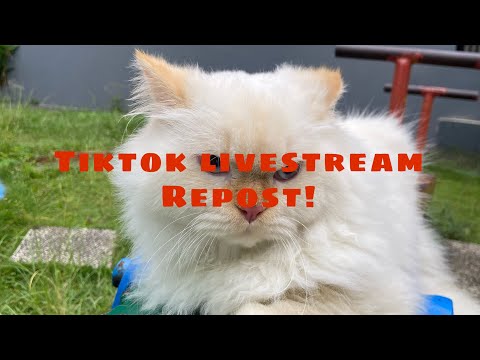LIVESTREAM REPOST ✨🕊️😴💤