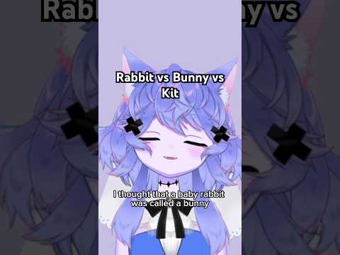 Rabbit kits and baby bunnies: I must have been using bunny wrong my whole life?