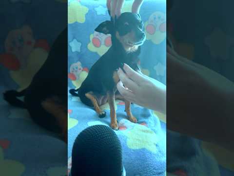 ASMR on my Dog♡