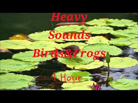 Relaxing Nature Sounds | Birds and Frogs in the Pond | Nature Ambience
