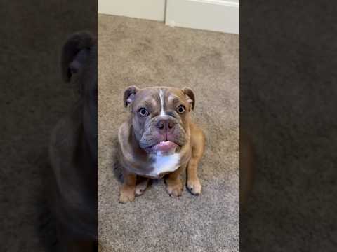 Doing Gia’s “Skincare routine” 🤭🫶🏻🌷🎀 #englishbulldog #puppy #girldog #dogmom